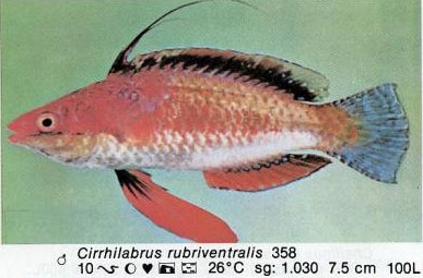 Cirrhilabrus rubriventralis